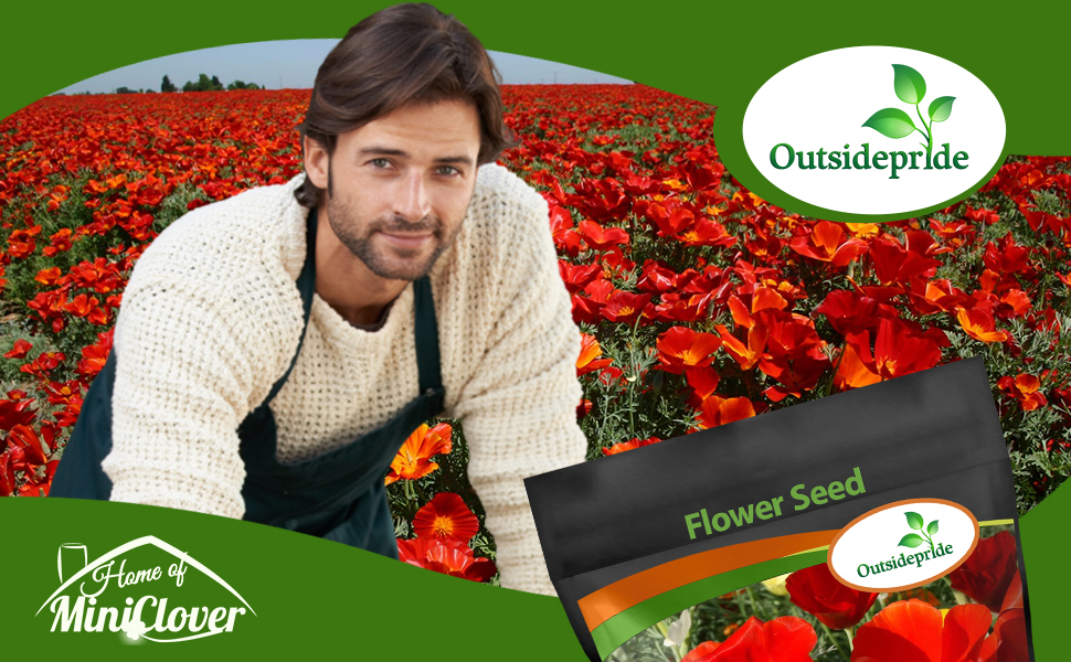 California Poppy Red Chief Wildflower Seeds