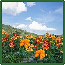 Prolific Blooming of Tagetes French Marigold Flowers