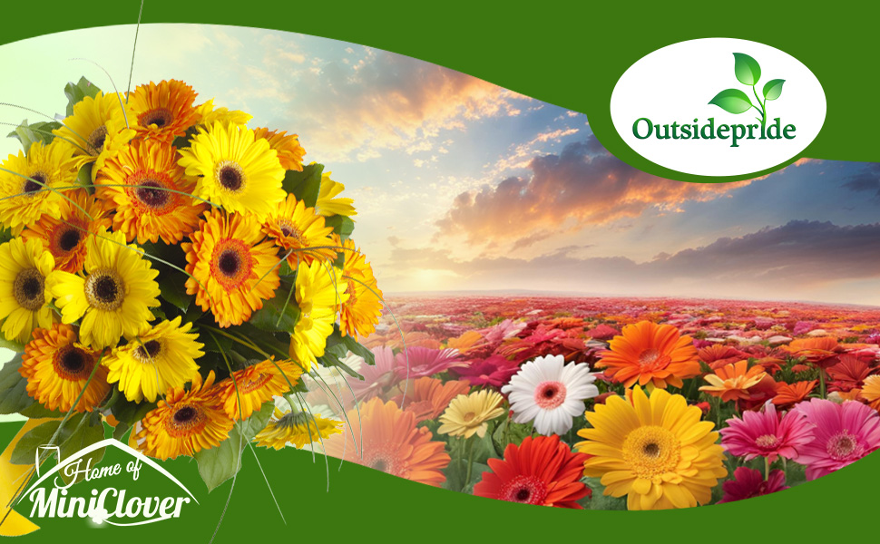 Field of Gerbera Flowers