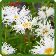 Hardy & Drought Tolerant Perennial Chrysanthemum Shasta Crazy Daisy