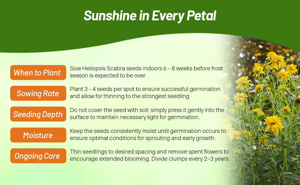 Planting Directions For Heliopsis Flower Seeds