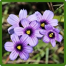 Vibrant Blooms of Blue-eyed Grass