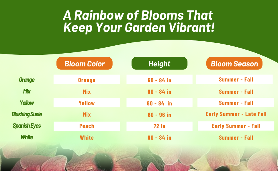 Bloom Season, Color, & Height Chart of Thunbergia Black-eyed Susan Vine Flowers