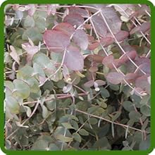 Eucalyptus Silver Dollar Container Plant