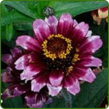 Zinnia Aztec Sunset Flower Blossom
