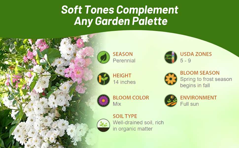 Perennial Rosa Chinensis China Rose For Full Sun