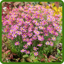 Rosy-pink Coreopsis Rosea American Dream flowers