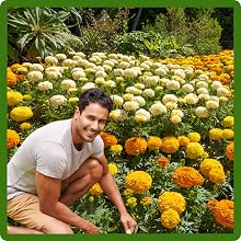 Easy to Grow & Maintain Tagetes erecta African Marigold