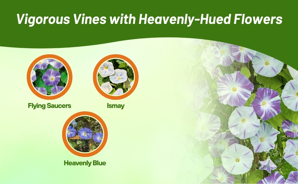 Flower Varieties of Ipomoea Tricolor Morning Glory Seeds
