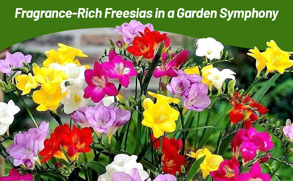 Fragrance-rich Freesia Scented Cut Flower Mixtures