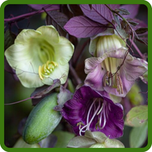 Cup & Saucer Vine Cobaea Stunning Variety of Colors