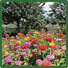 Zinnia Elegans Red, Yellow, Pink, & Orange Flowers