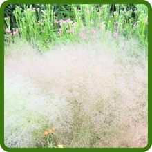 Drought Tolerant Agrostis Nebulosa Cloud Ornamental Grass