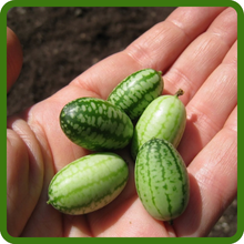Mouse Melon Adorable Miniature Fruits