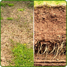 Drought & Erosion Control Indian Native Grass Seeds