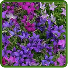 Petunia Hybrida Long Lasting Blooms
