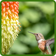 Torch Lily Attracts Pollinators