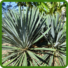 Long, Narrow, Arching Leaves of Yucca Plants