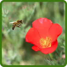 California Poppy Red Chief Attracts Pollinators
