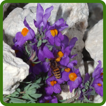 Pollinator-Friendly Blooms Attract Bees of Linaria Alpine Toadflax
