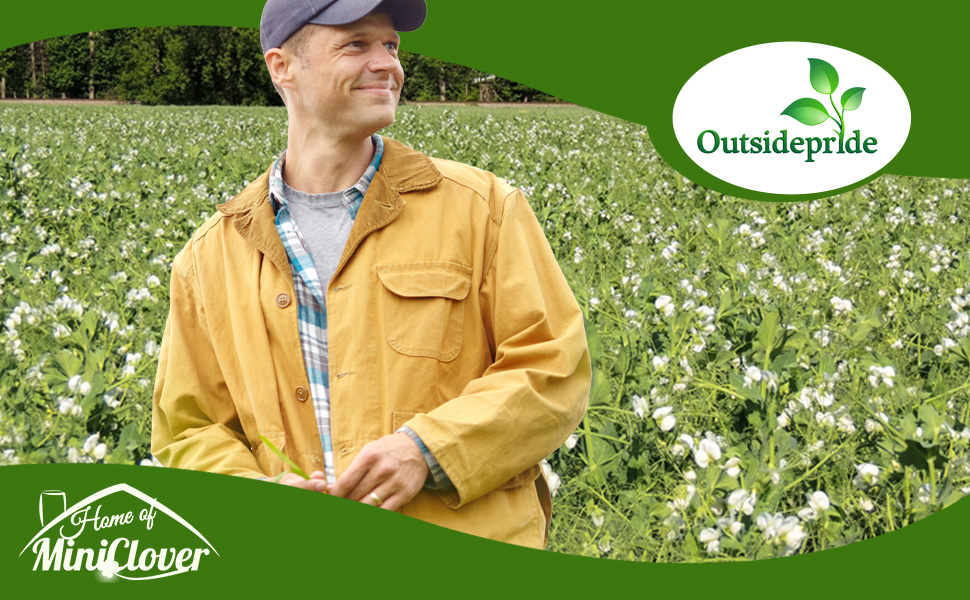 Man in Field of Highly Nutritious Spring Field Peas For Forage