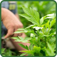 Low Maintenance & Hardy Perennial Lovage Herb Garden Seeds