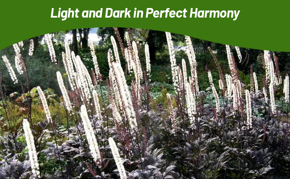 Cimicifuga Black Cohosh Flower Garden