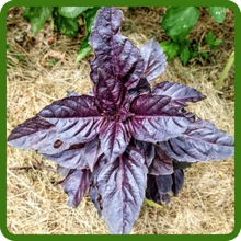 Basil Dark Opal Drought Tolerant Plants