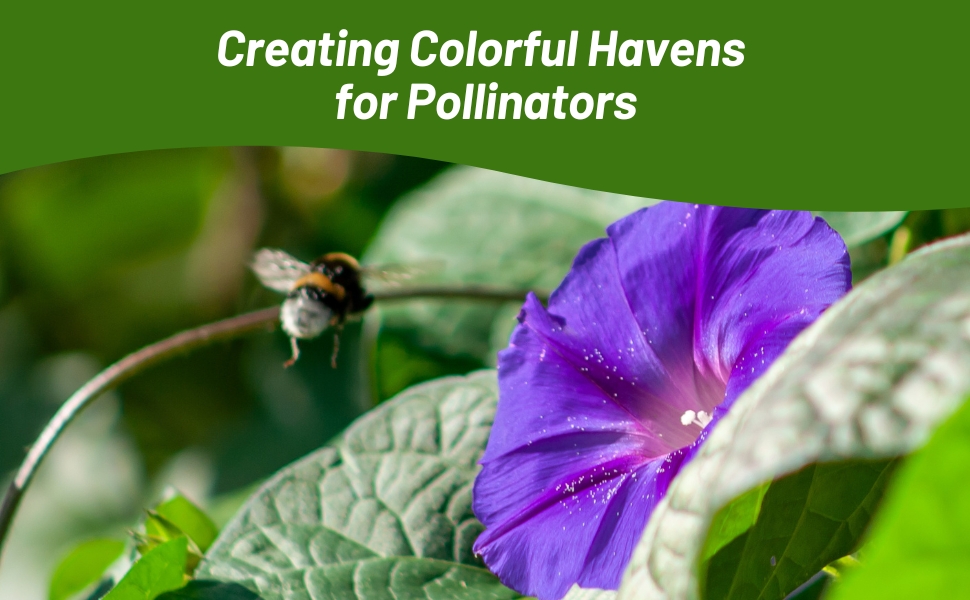 Pollinating Bee on Shock Wave Spreading Petunia Flowers
