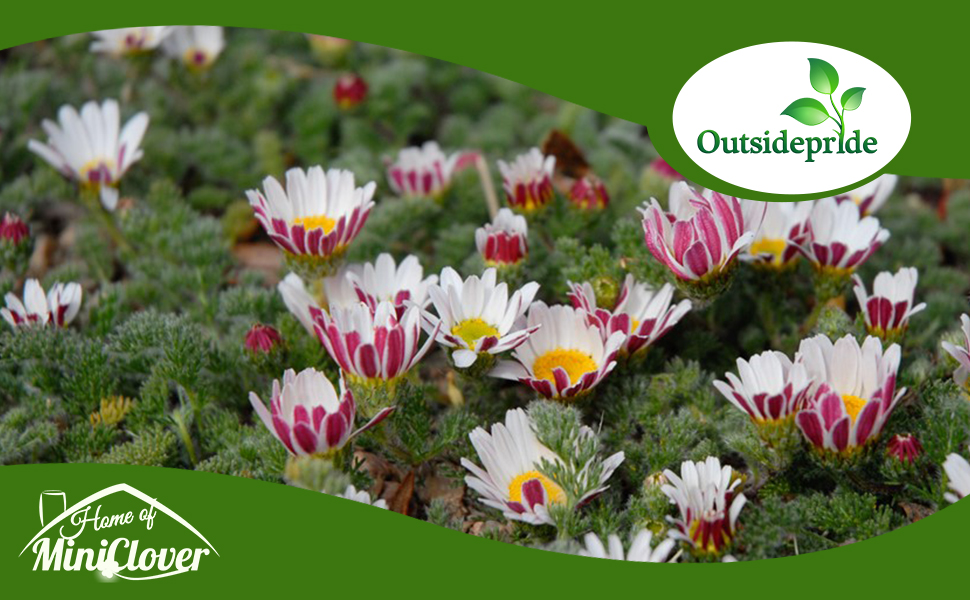 Garden Gnome Ground Cover Plants