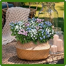 Myosotis alpestris Forget Me Not Container Plant
