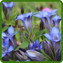 Gentian Brilliant Gentian Blue Blooms