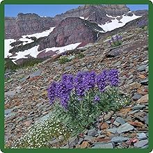 Rocky Mtn. Penstemon on Rock Bluff
