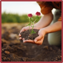 Crimson Clover Garden Cover Crop