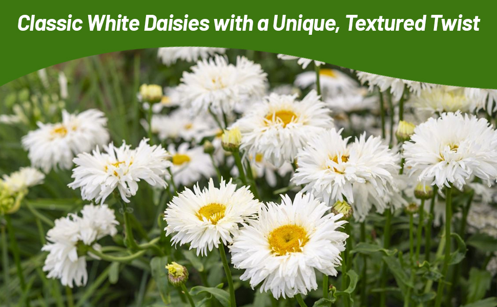 Textured Flower Petals of Perennial Chrysanthemum Shasta Crazy Daisy