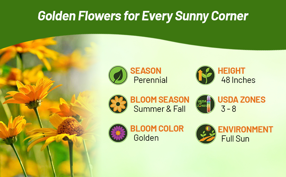 Perennial Heliopsis Plants For Full Sun