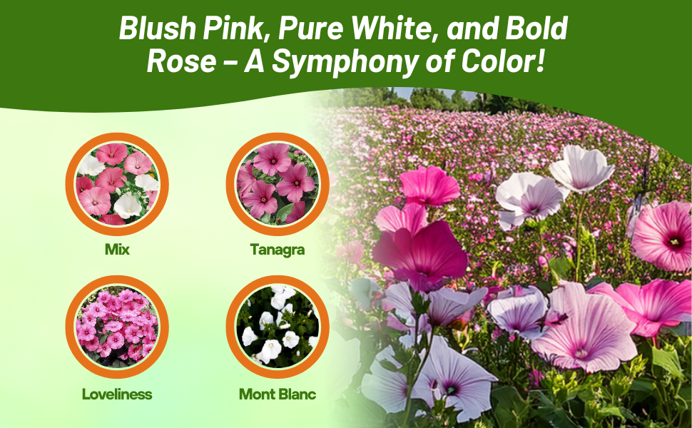 Varieties of Rose Mallow Flowering Plants