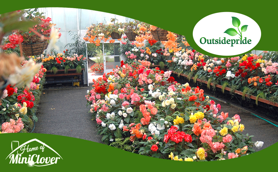 LImitless Begonia Flower Seed Mixtures in Greenhouse