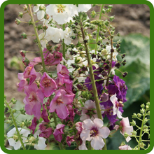 Long Lasting Color Verbascum Mullein