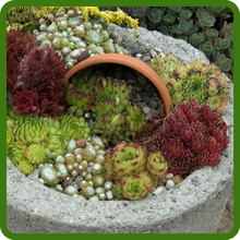 Perennial Sempervivum House Leek Container Plants