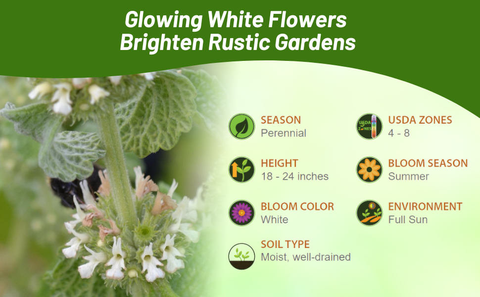 Perennial Horehound Herbs Bloom All Summer in Full Sun