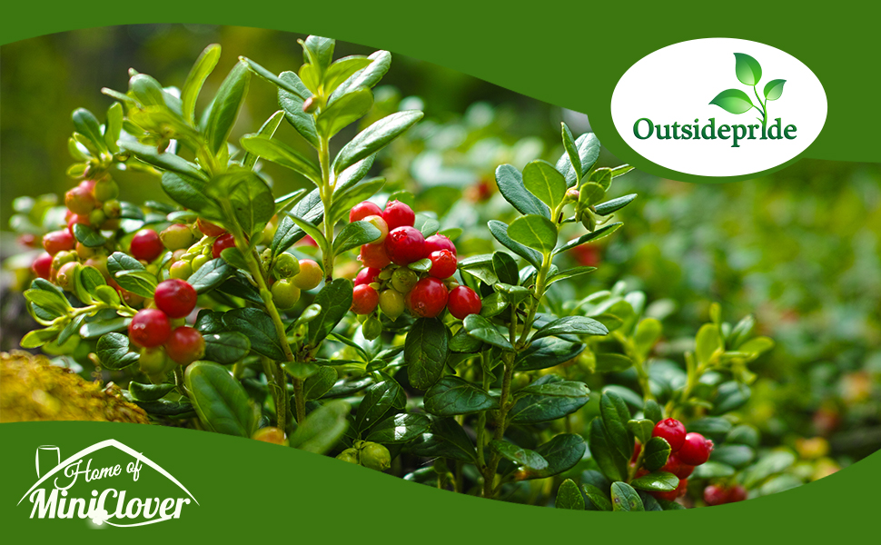 Field of Cranberry Fruit Plants