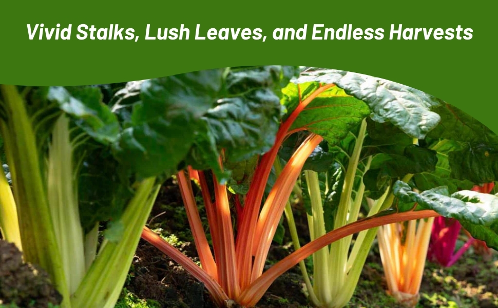 Swiss Chard Planted in Vegetable Garden