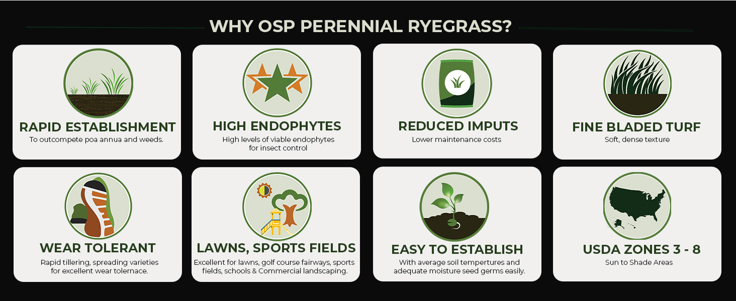 Pure, Raw Perennial Ryegrass Seed
