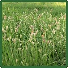 Low Growing Native Grass Seed Mix