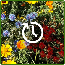 Long Bloom Season For Low Growing Wildflowers