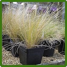 Versatile Uses of Carex Ornamental Grasses