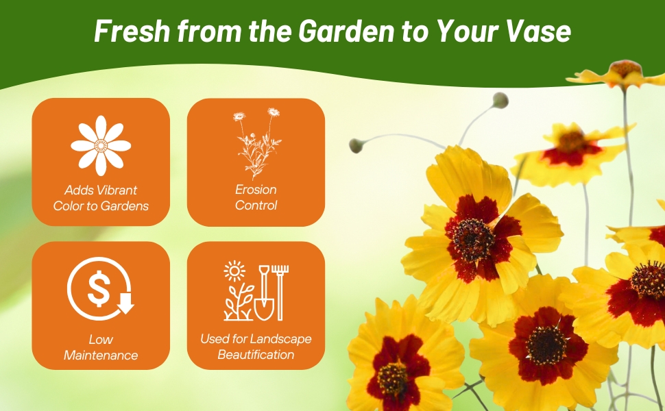 Low Maintenance Plains Coreopsis Wildflowers