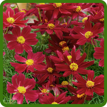 Easy to Grow Cosmos Sensation Dazzler Flower Seeds