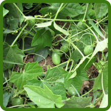 Mexican Sour Cucumber Prolific and Consistent Yield